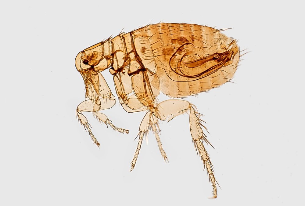 Should you Call Pest Control for Your Flea Problem?