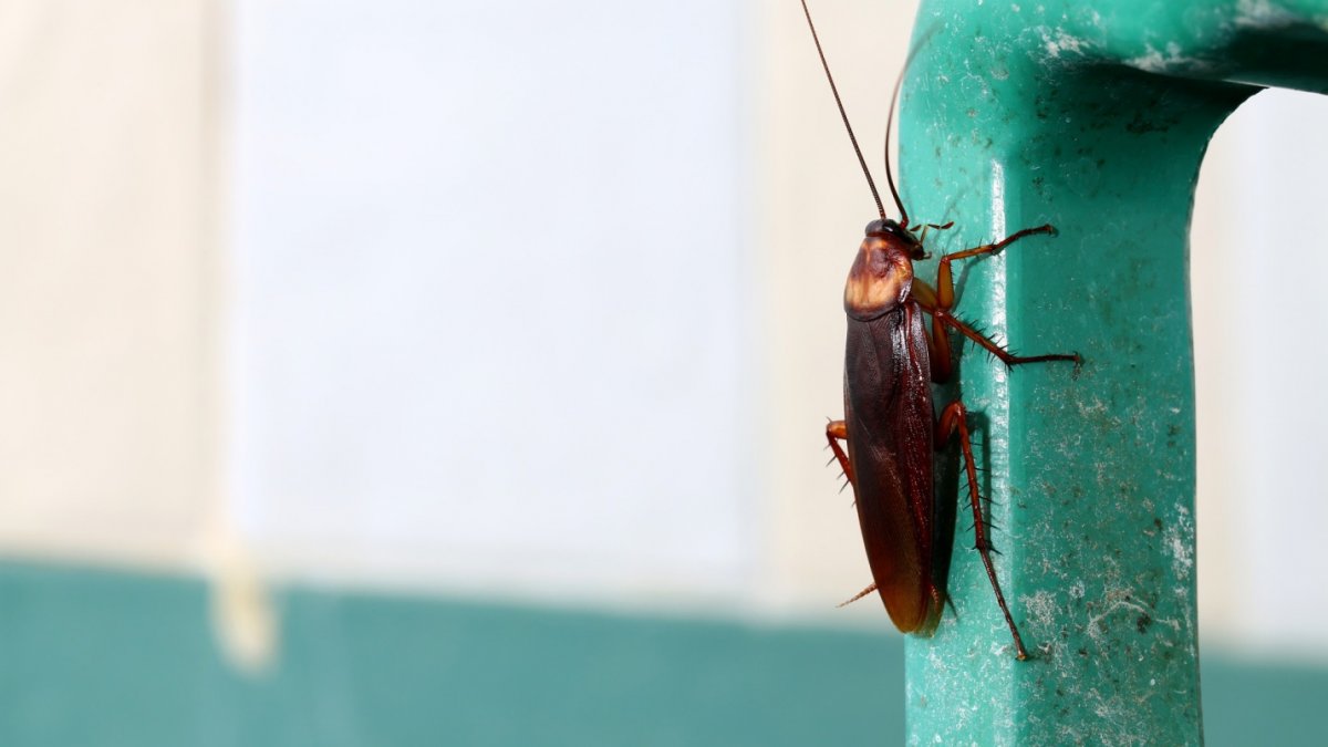 Household Pests: When Is It Time To Call the Experts?