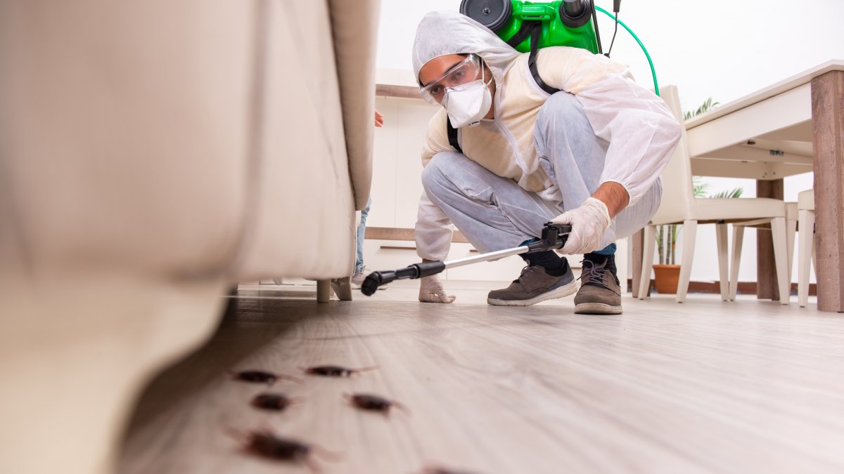 7 Things To Consider Before Choosing A Pest Control Service