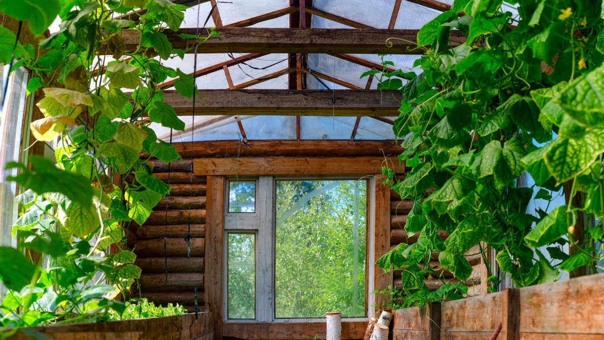 4 Reasons Wooden Greenhouse Is The Best Greenhouse For Your Home