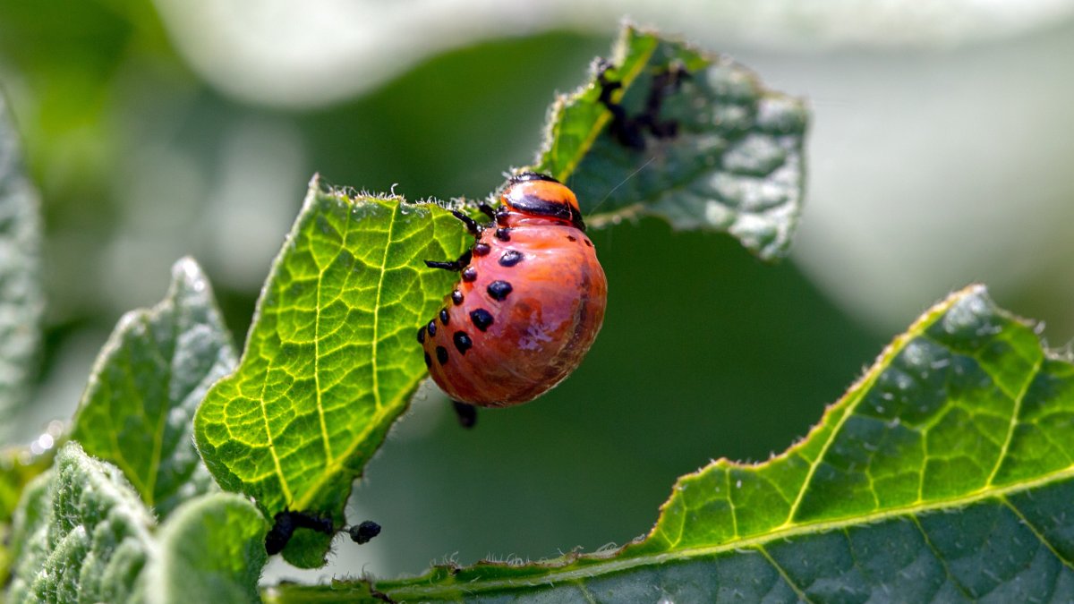 9 Organic Ways To Control Garden Pests