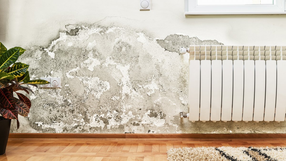 Why Your Home Needs A Routine Mold Inspection