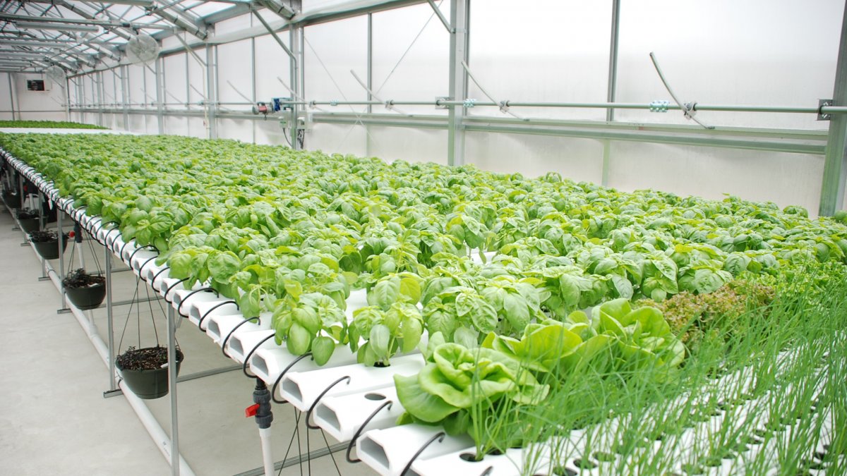 Reasons Hydroponic Farming is Best for Your Home Garden