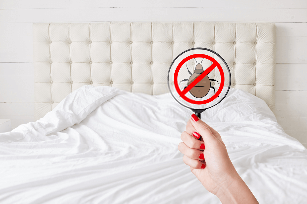 Can Carpet Cleaning Remove Bed Bugs?