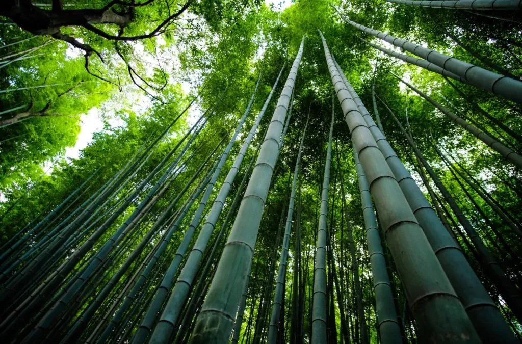 WHY BAMBOO PRODUCTS ARE RISING IN POPULARITY