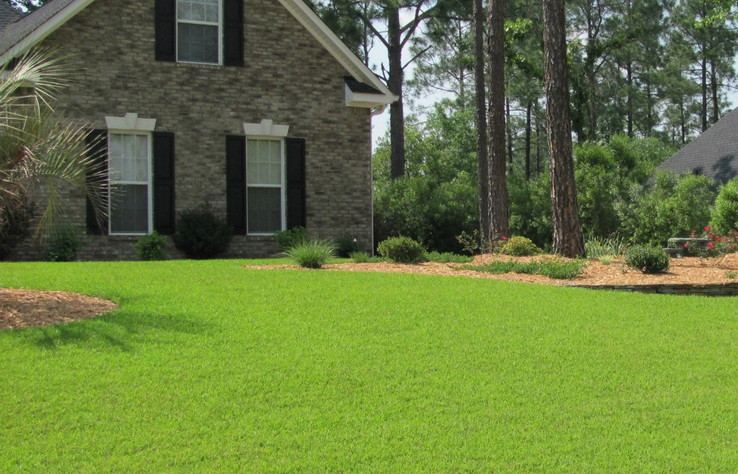 How To Professionally Maintain Your Centipede Grass Lawn