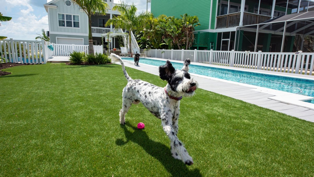 Questions To Ask Before Buying Artificial Grass for Your Dogs