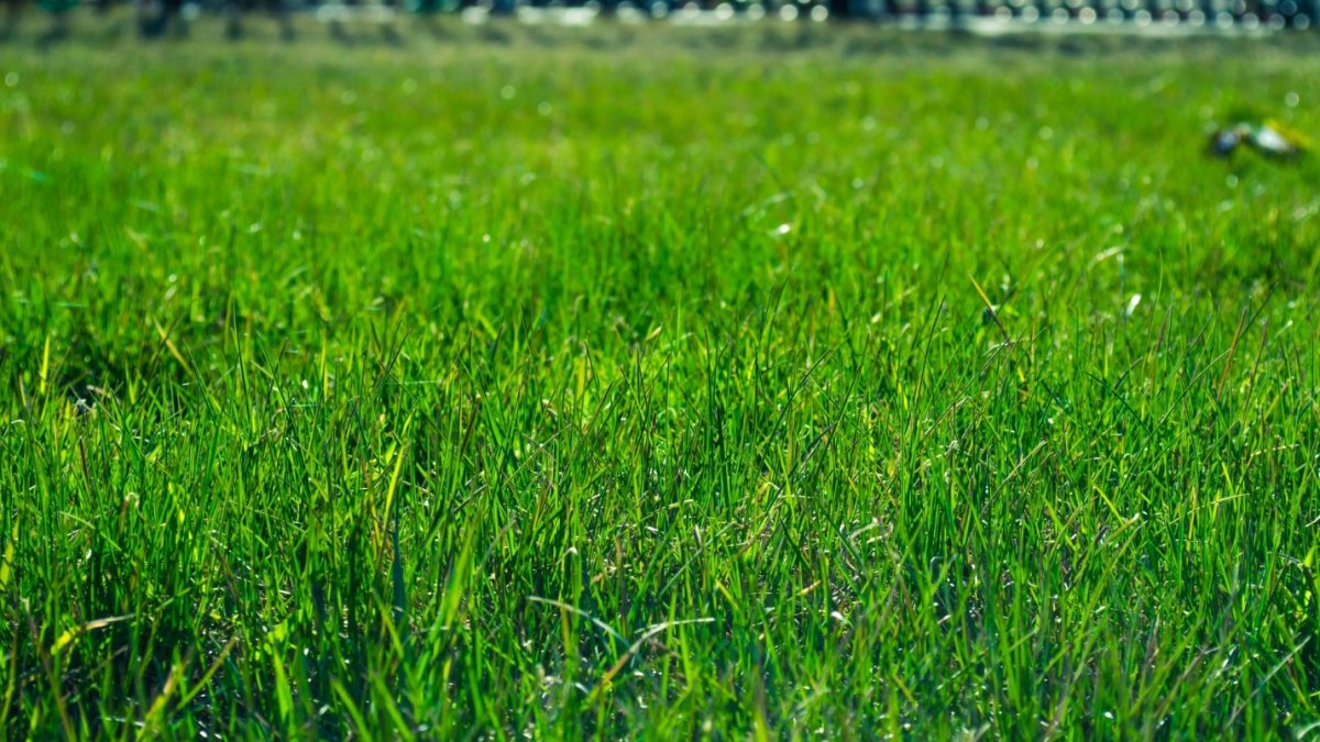 How to Grow a New Lawn in 4 Simple Steps