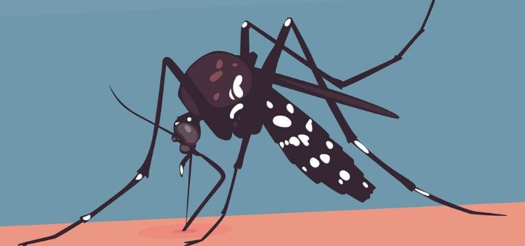 Myths About Getting Rid Of Mosquitoes