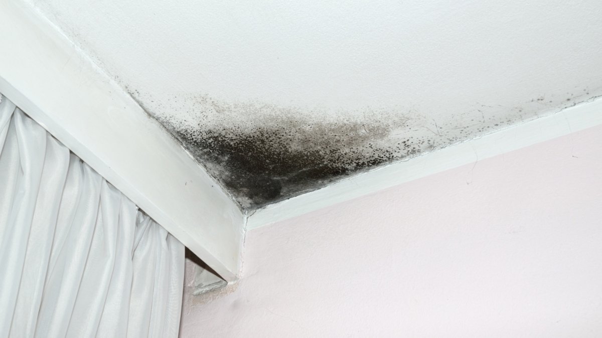 How to Prevent Mold From Growing in Your Home