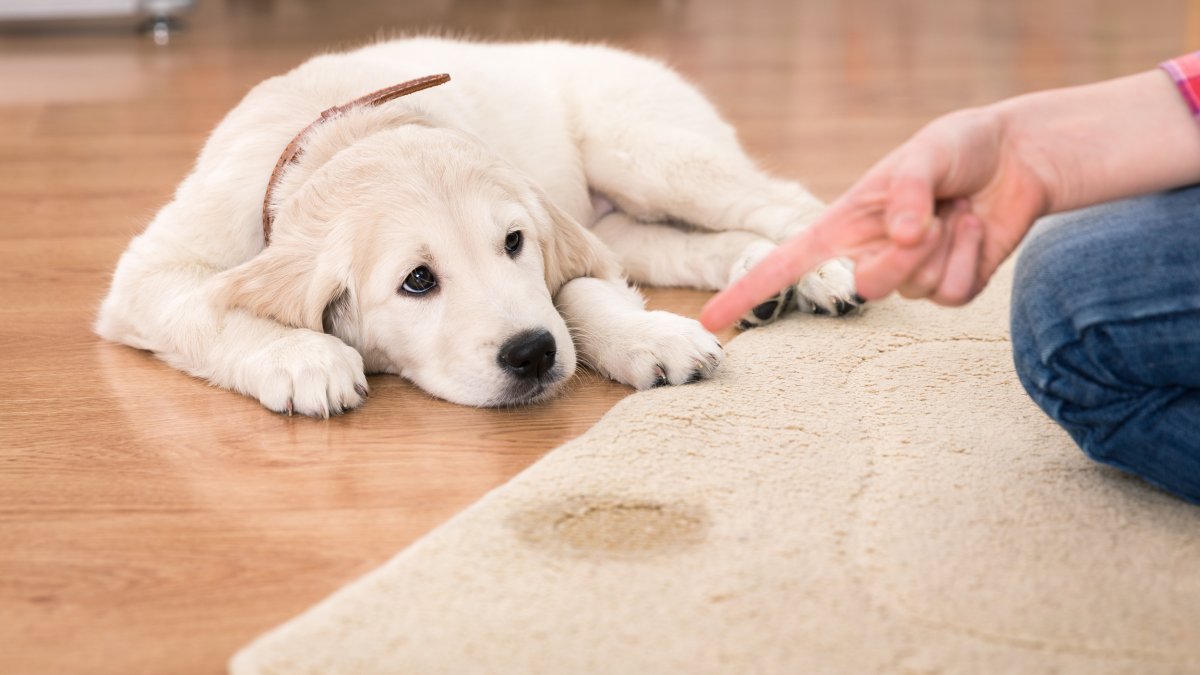 Cleaning Dog Urine Stains and Odors from Carpet