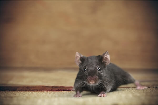 Keep Rodents and Insects Away With These Effective Tips