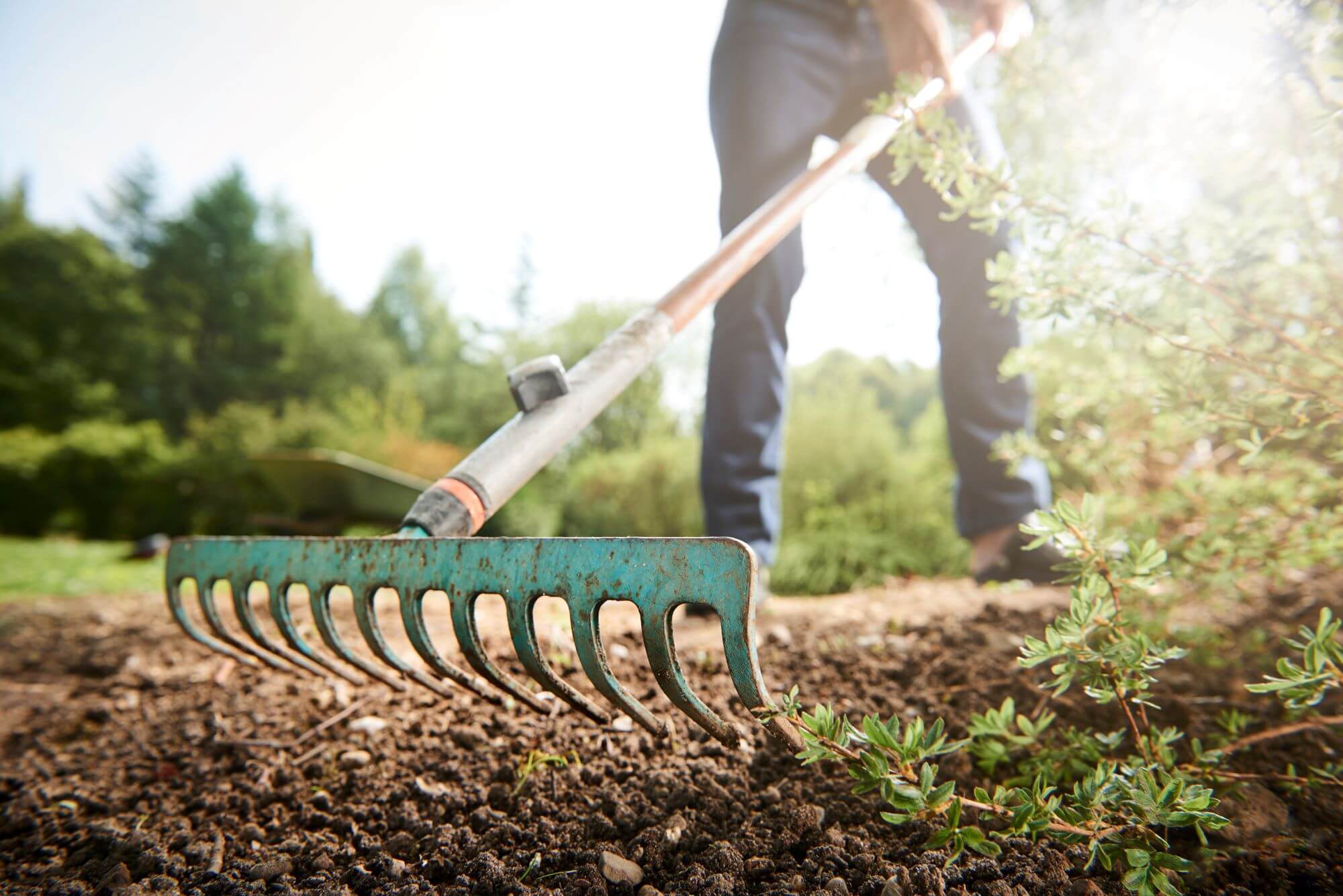 How To Keep Your Landscape Looking Good And Healthy