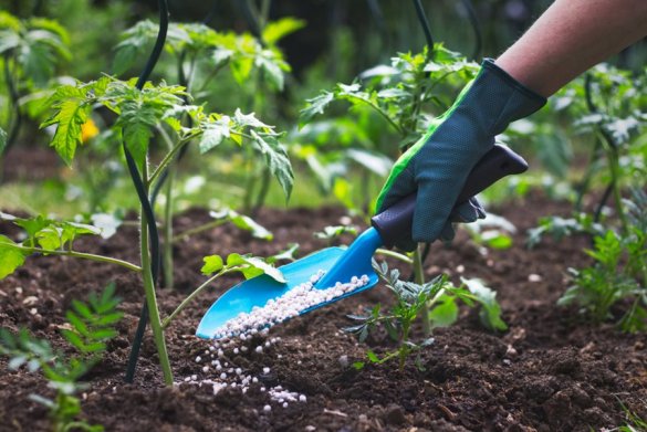 applying fertilizer blue trowel fertilizing tomato plant