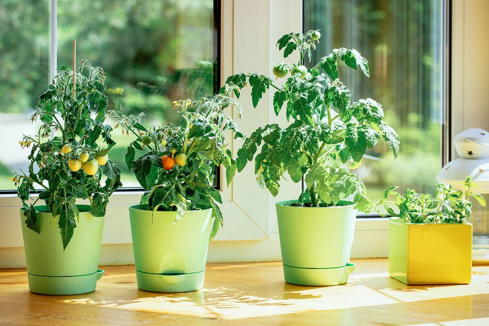 How to Grow Plants Successfully Indoors