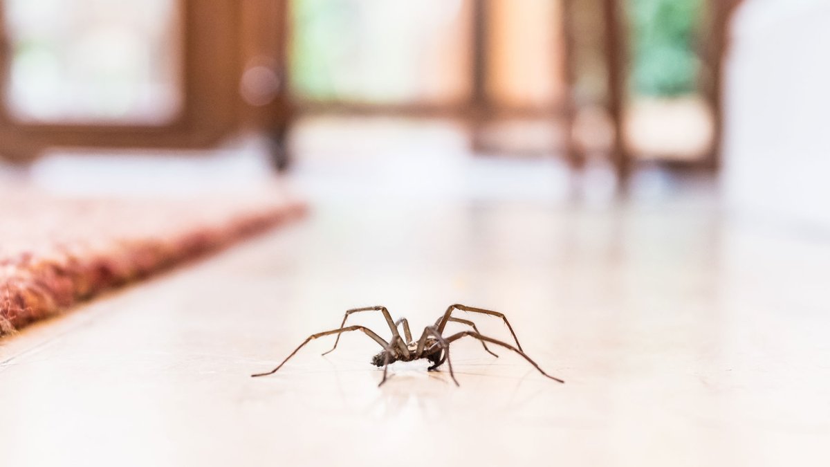 A Helpful Guide To Keeping Spiders Out Of The House