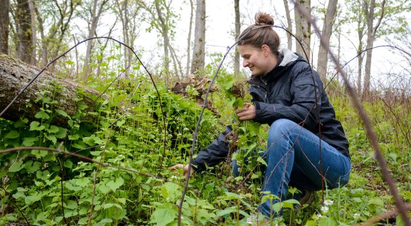 How To Get Rid Of Invasive Plants
