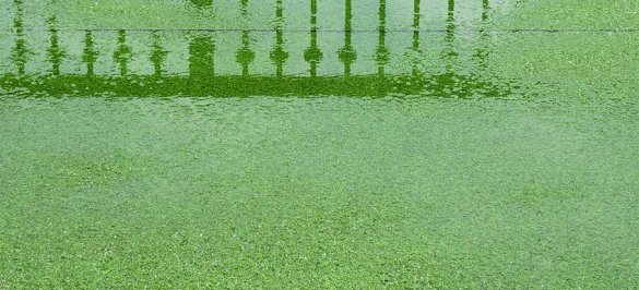 Does Artificial Grass Drain? Here’s What You Need To Know