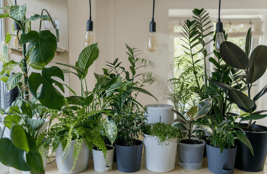 Houseplants Trends That Should Be on Your Radar in 2023