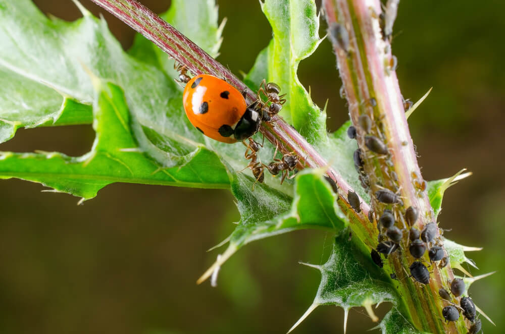 What are Biological Pest Control Methods?