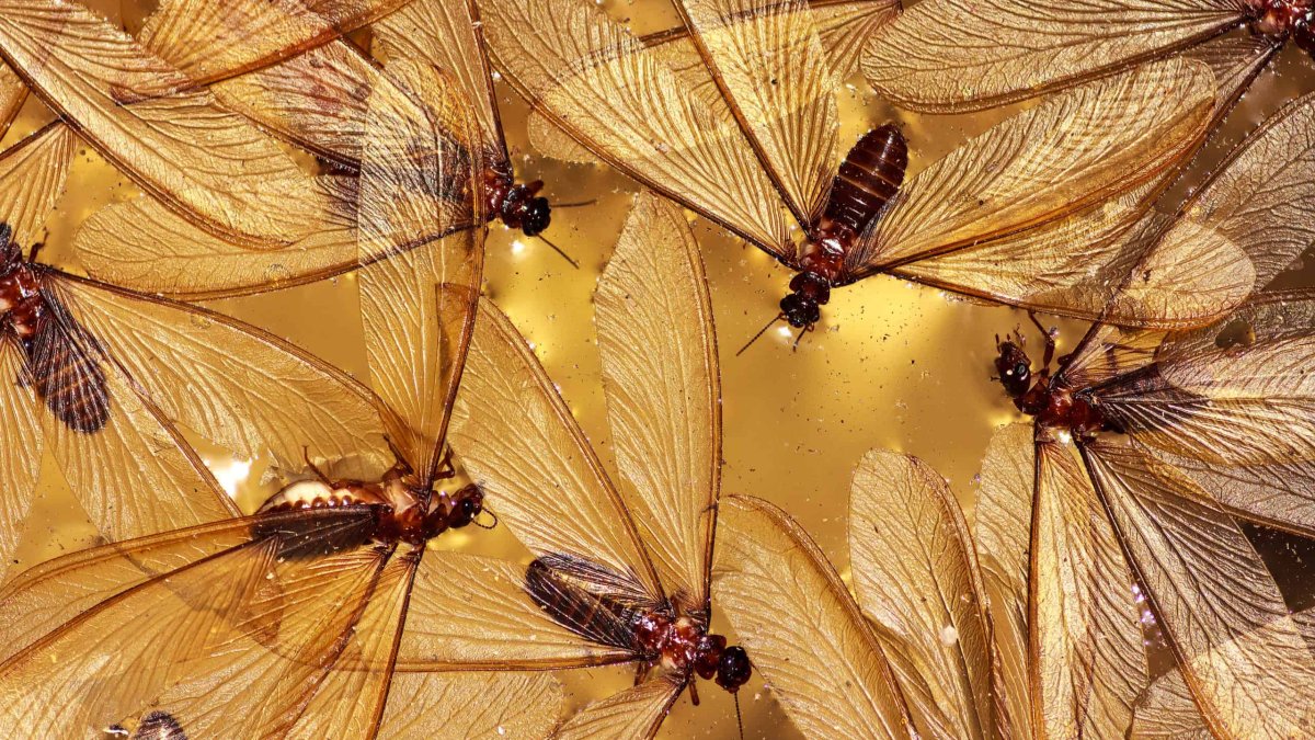 Can Termites Fly? How To Know If Flying Insects In My Phoenix Home Are Termites