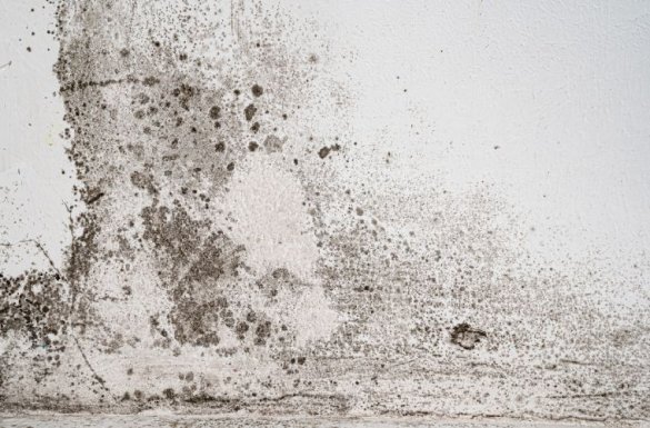 Homeowners Guide to Black Mold Removal in Toronto