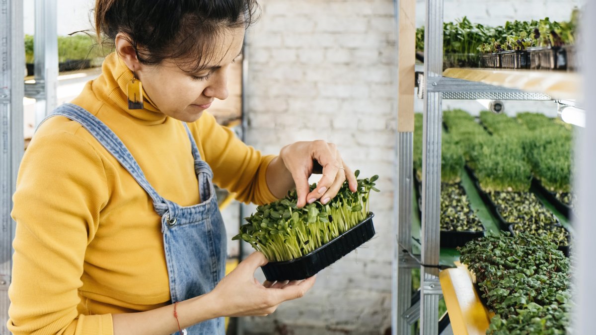 What’s an Indoor Vertical Garden?