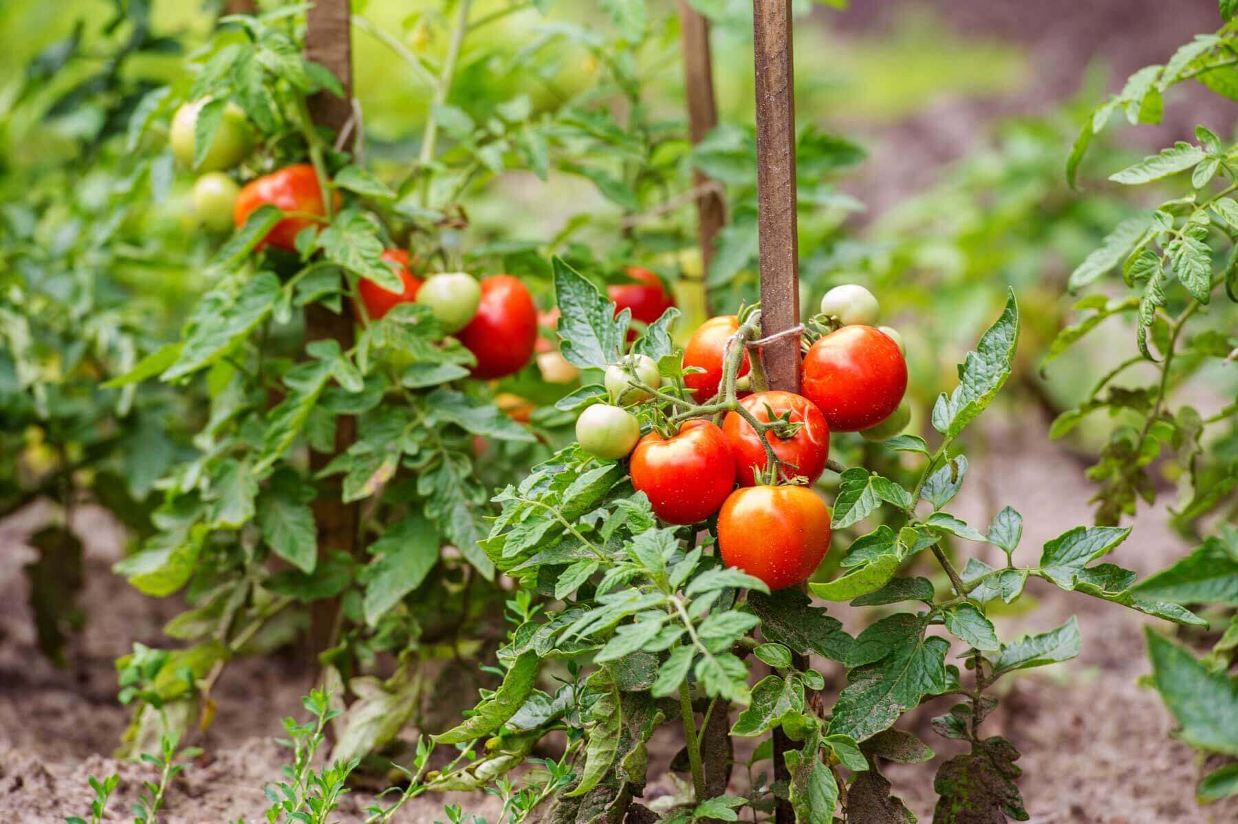 How to Grow Tomato Plants In Your Back Garden