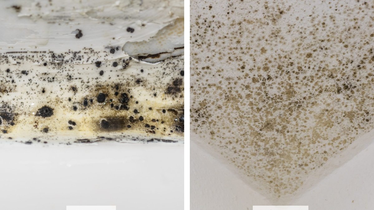 Mold vs. Mildew: How to Tell the Difference (and When to Call a Pro)