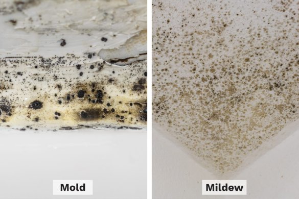 Mold vs. Mildew: How to Tell the Difference (and When to Call a Pro)