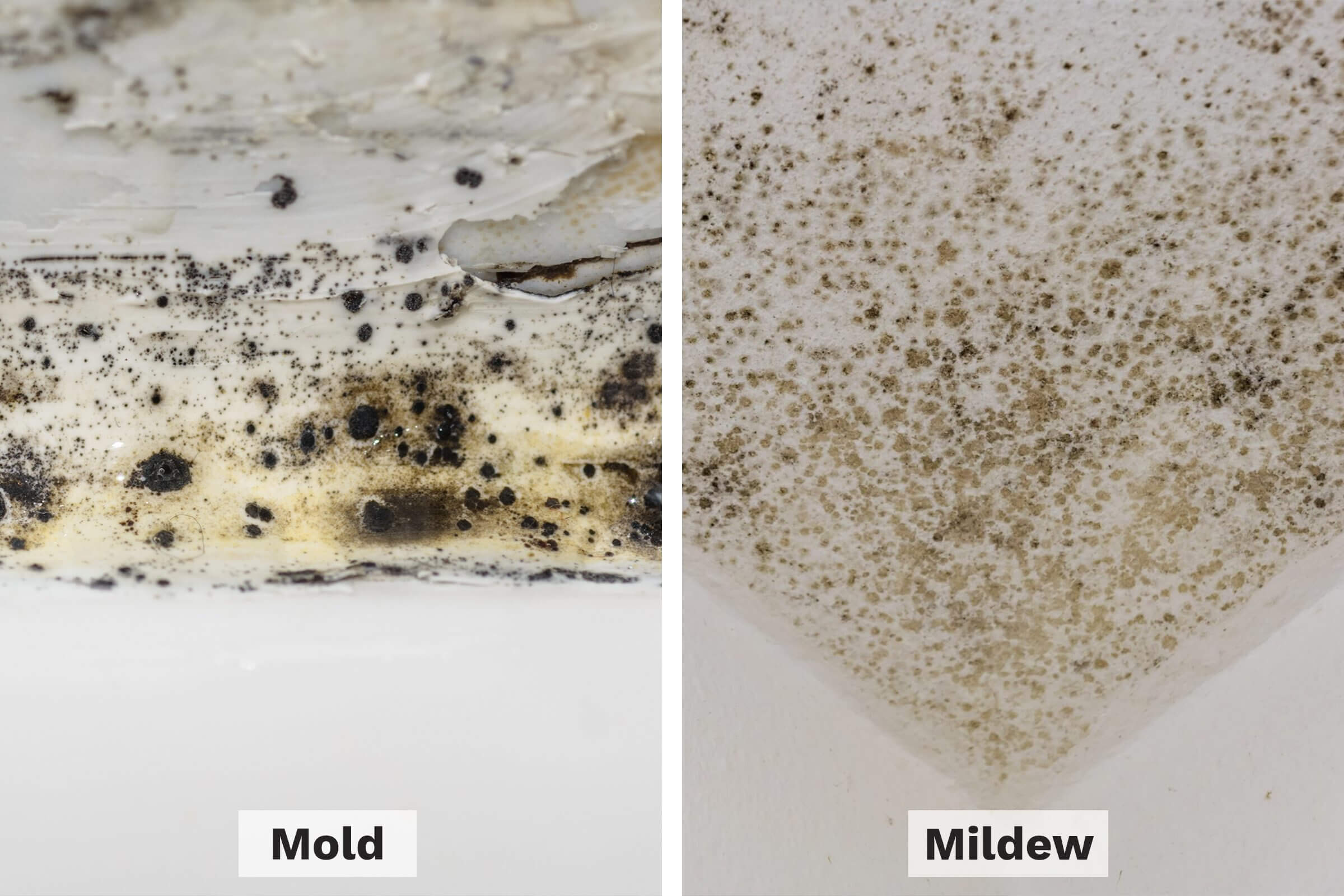 Mold vs. Mildew: How to Tell the Difference (and When to Call a Pro)