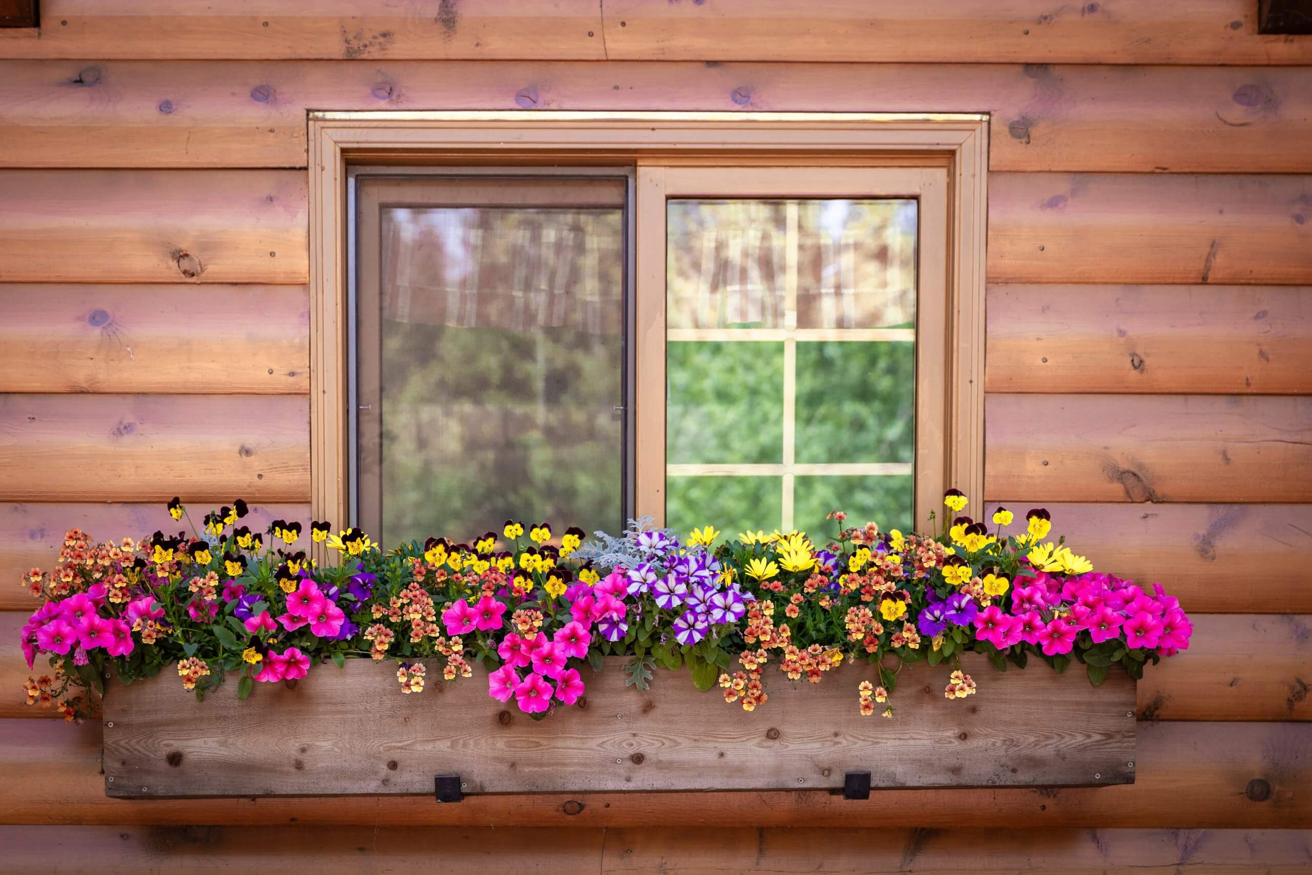 horizontal close up image of a log cabin with a window and window box full of colorful vibrant flowers in the summer time.