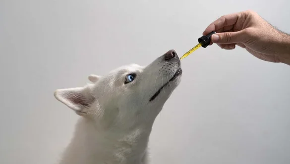 Unlocking the Benefits: How CBD Oil for Dogs Can Enhance Their Well-being