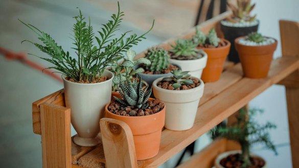 The Ultimate Guide to Choosing the Perfect Types of Indoor Plants