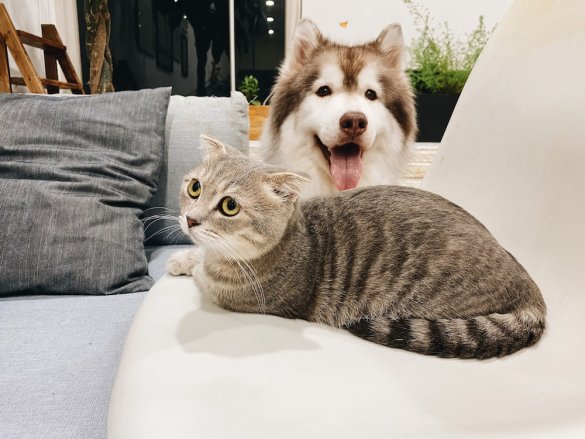 grey tabby cat beside short-coat brown and white dog