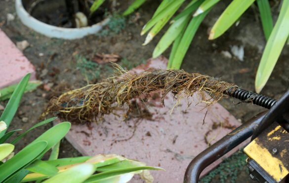 5 Ways to Get Rid of Roots from Your Drain Pipe