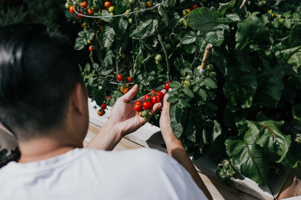 Who said you can't be a farmer if you live in a city? These six easy tips will get your backyard urban farm underway in no time. Read on to learn more.
