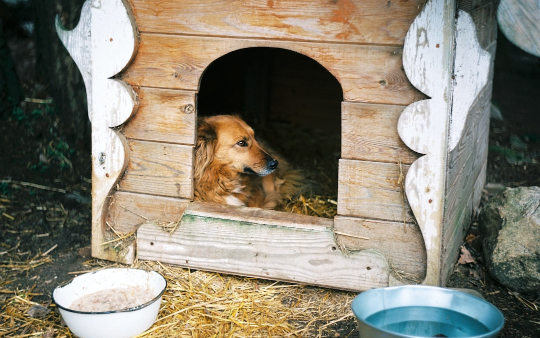 How to Adapt Insulated Dog Kennels for Different Climates