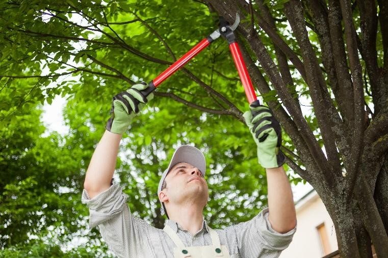 Diy vs. Professional Tree Services
