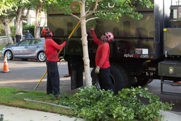 A Plus Tree: Setting the Standard in Modern Tree Care Services