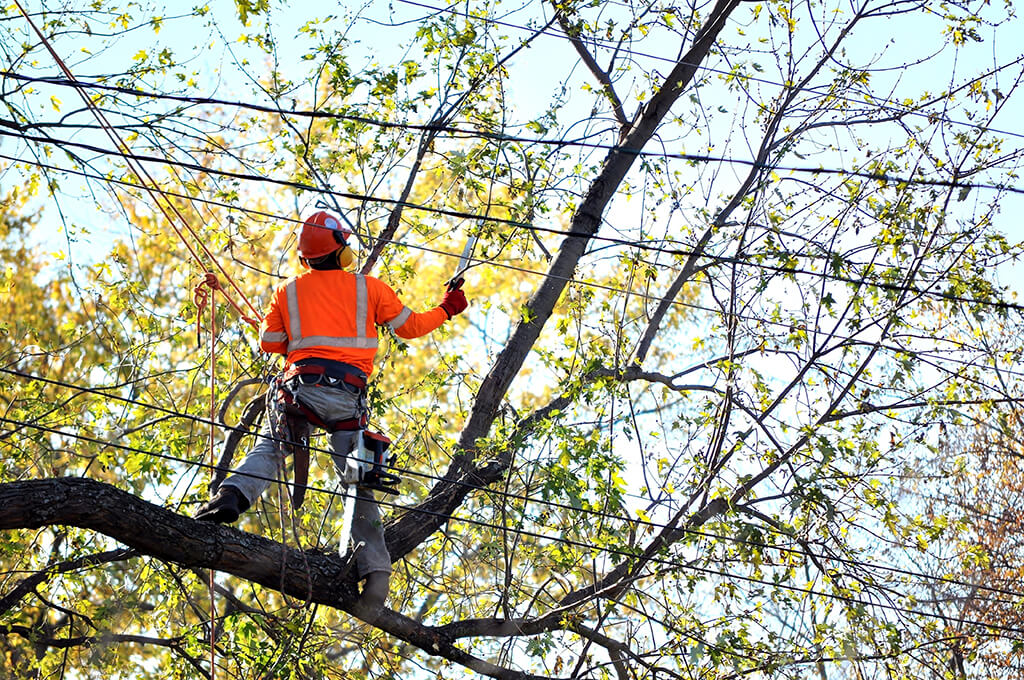 Types of tree services