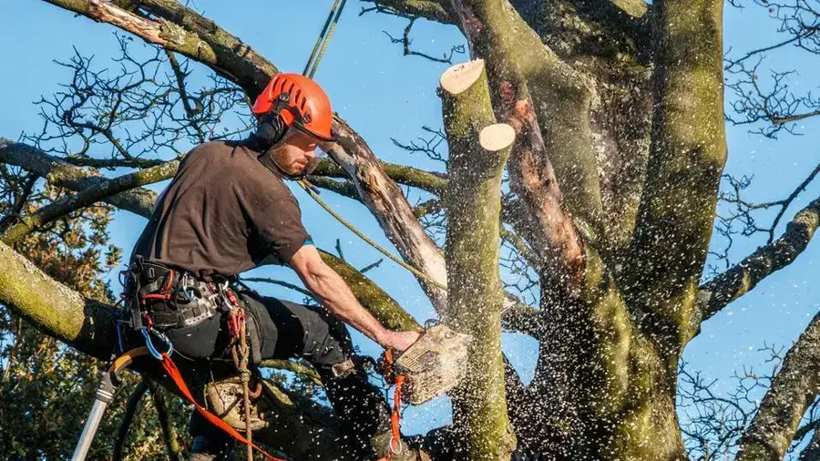 Cost of tree services