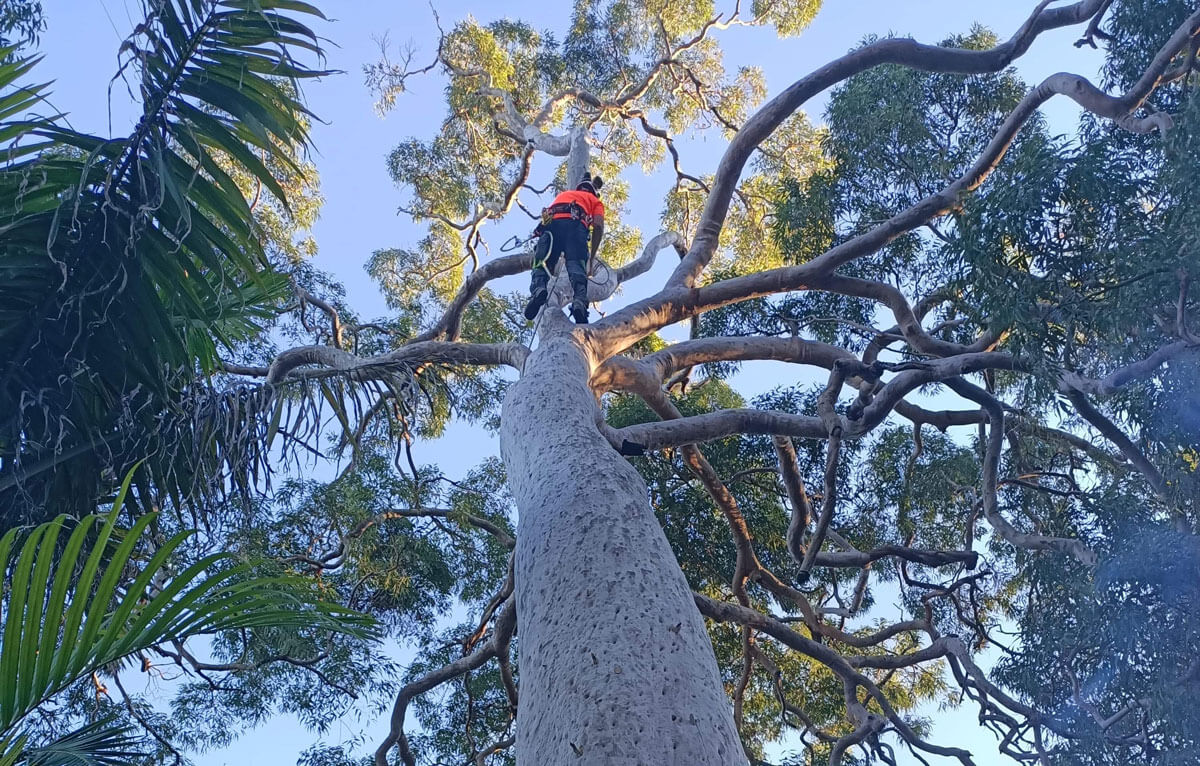 Introduction to Sydney Tree Services