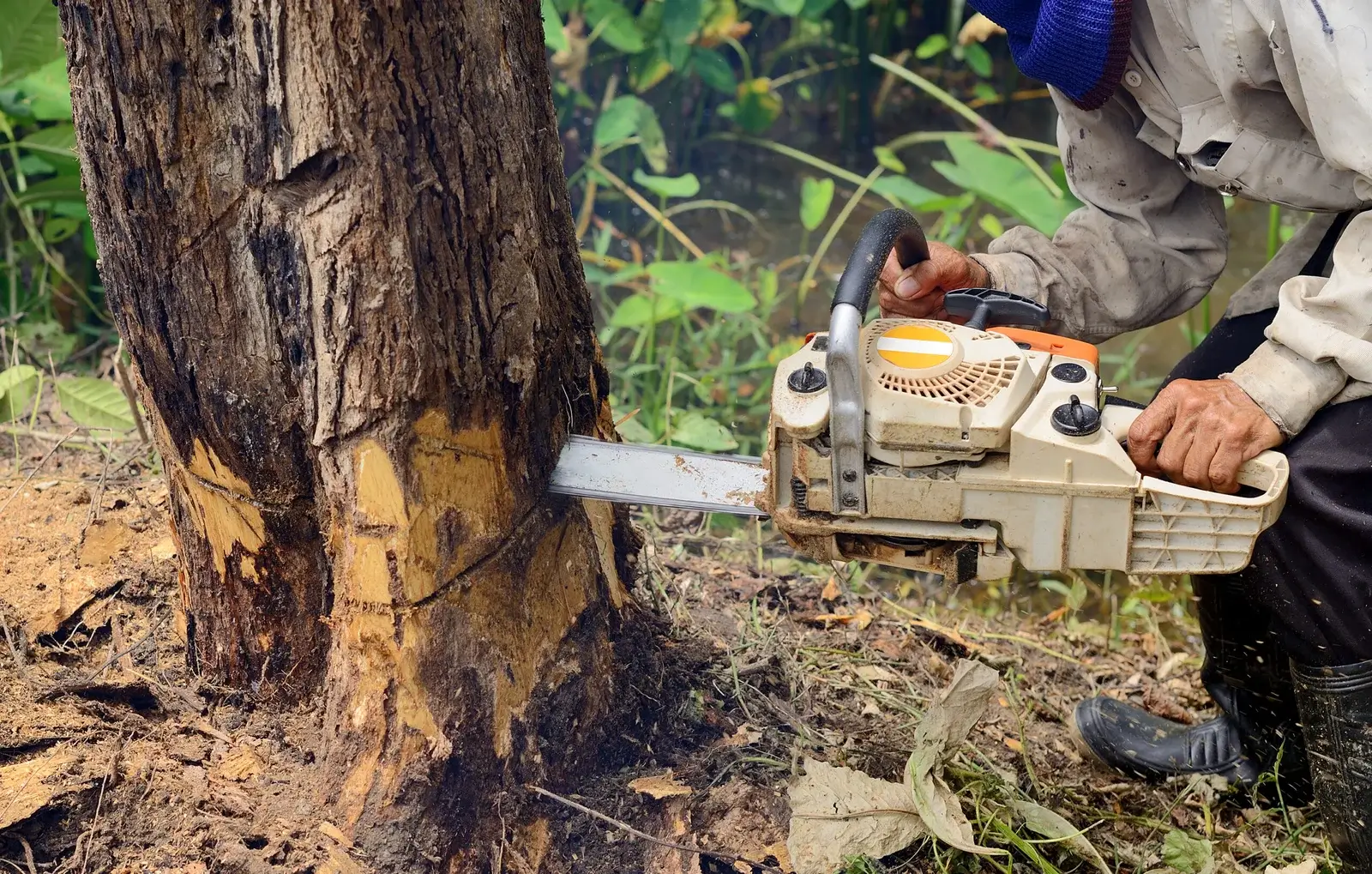 Benefits of Hiring Professional Tree Services