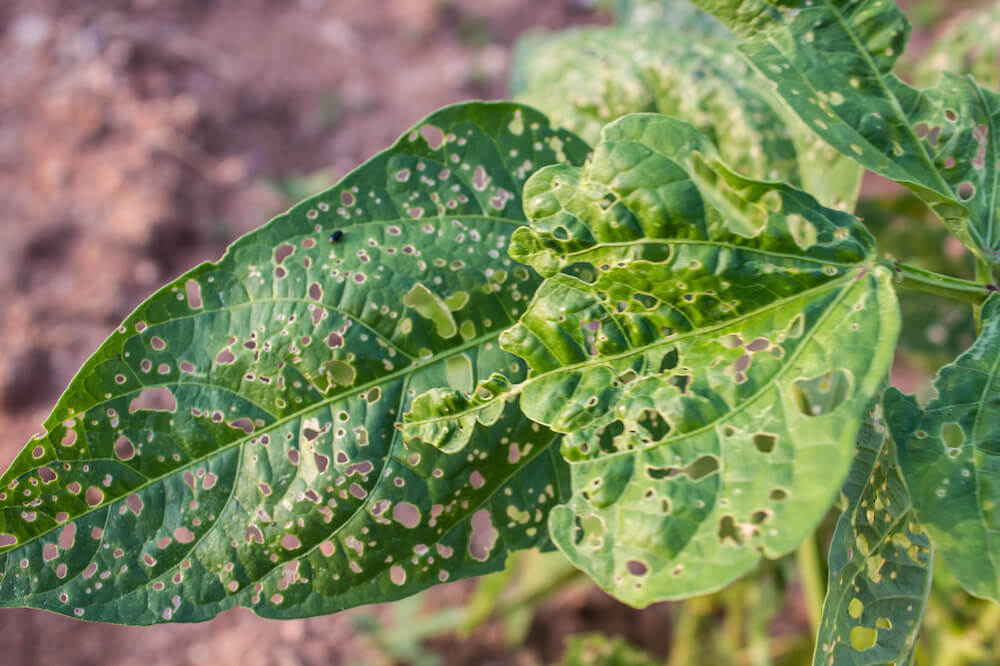 Reduced Risk of Plant Diseases and Pests