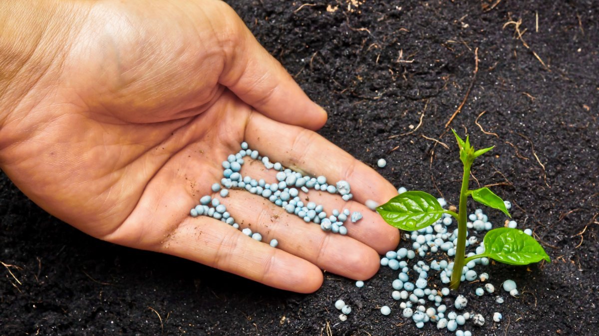 Top 5 Reasons Organic Fertilizers Are Better for Your Soil Health