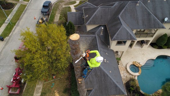 5 Signs Your Tree May Need Removal