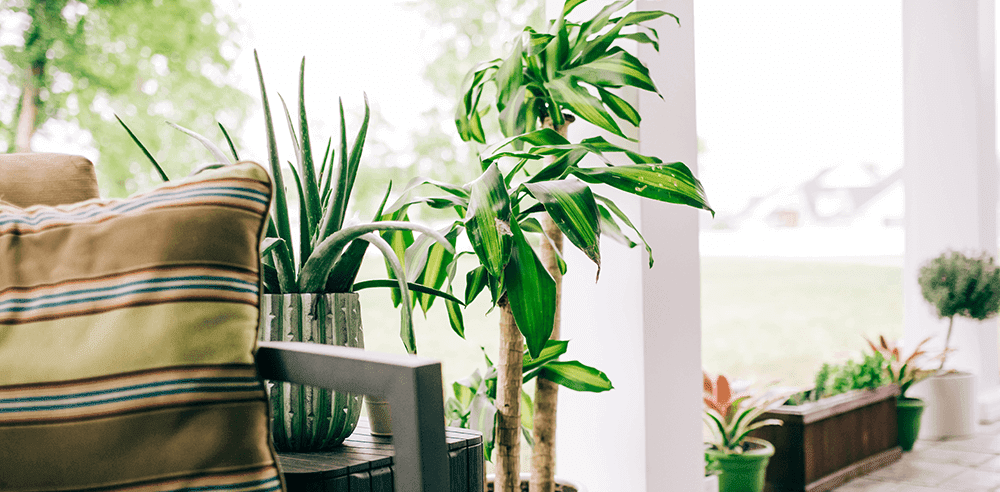 Bringing the Outdoors In with Houseplants and Greenery
