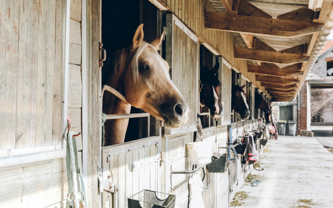 Tips For Planning Your First Horse Barn