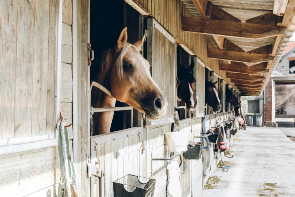 Building your first horse barn can be a bit tricky unless, of course, you read our helpful tips before you begin. Save time and mistakes with this article.
